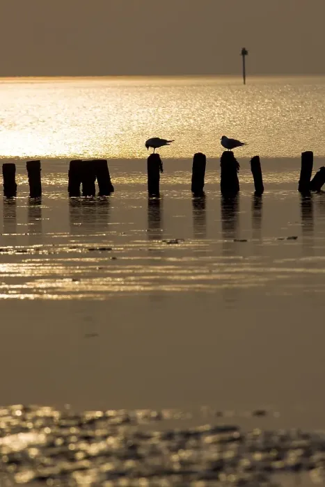 Framed Print : Waddenzee, Waddensea