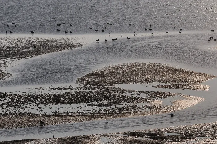 Framed Print : Waddenzee, Waddensea Framed Print : Waddenzee, Waddensea