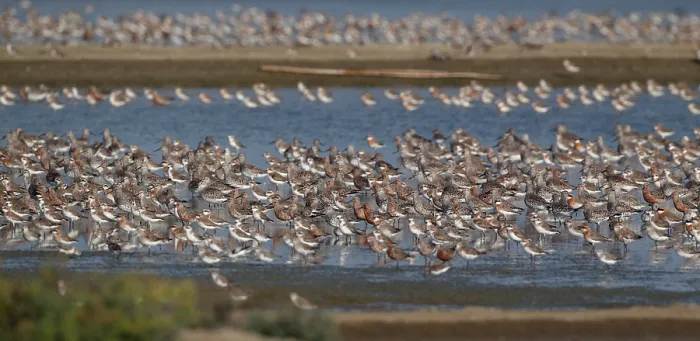 Framed Print : Waders. Wintering waders at Khok Kham in Thailand