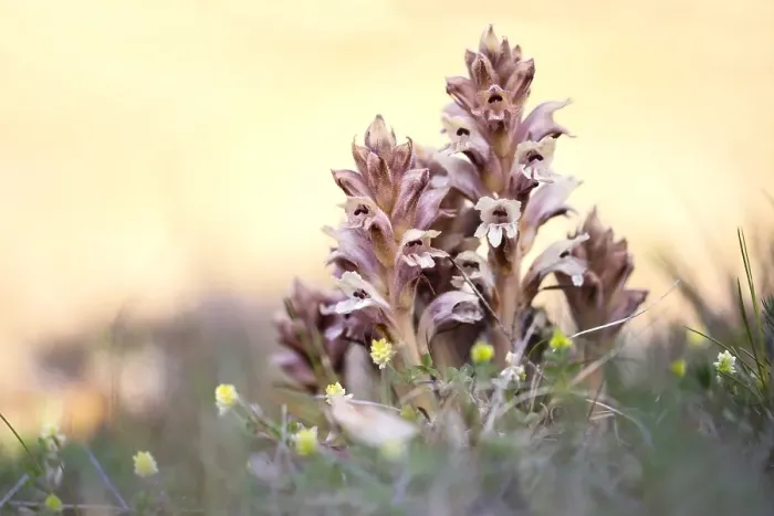 Framed Print : Walstrobremraap, Bedstraw Broomrape, Orobanche caryophyllacea