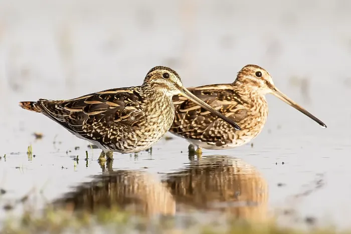 Framed Print : Watersnip, Common Snipe