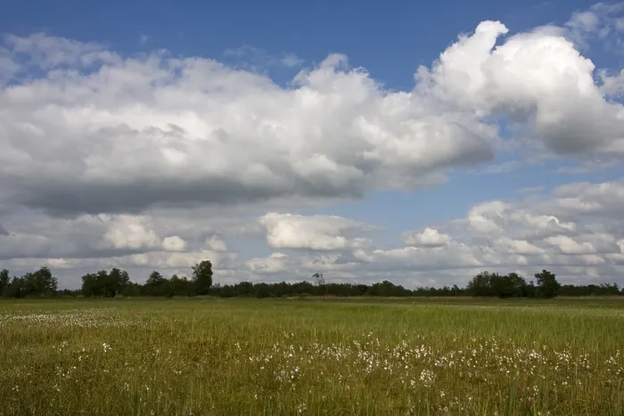 Framed Print : Weeribben in de zomer; Weeribben in summer