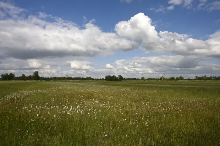 Framed Print : Weeribben in de zomer; Weeribben in summer