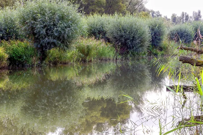 Framed Print : Weerspiegeling, Reflection Biesbosch