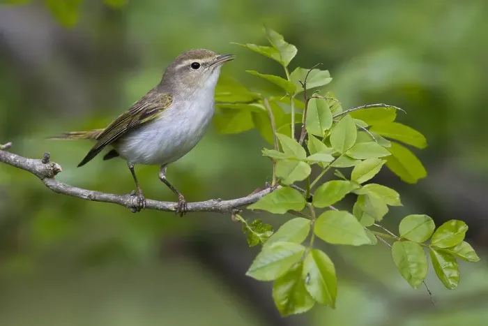 Framed Print : Western Bonelli's Warbler, Phylloscopus bonelli