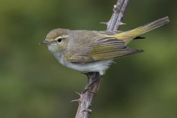 Framed Print : Western Bonelli's Warbler, Phylloscopus bonelli