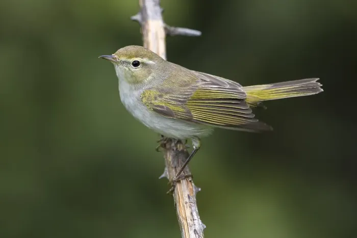 Framed Print : Western Bonelli's Warbler, Phylloscopus bonelli Framed Print : Western Bonelli's Warbler, Phylloscopus bonelli