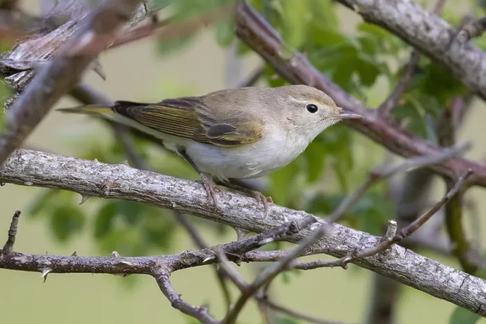 Framed Print : Western Bonelli's Warbler, Phylloscopus bonelli