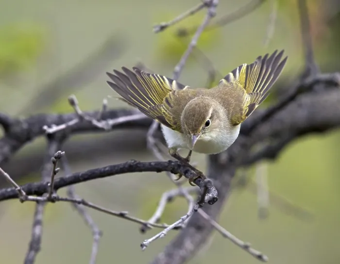 Framed Print : Western Bonelli's Warbler, Phylloscopus bonelli Framed Print : Western Bonelli's Warbler, Phylloscopus bonelli