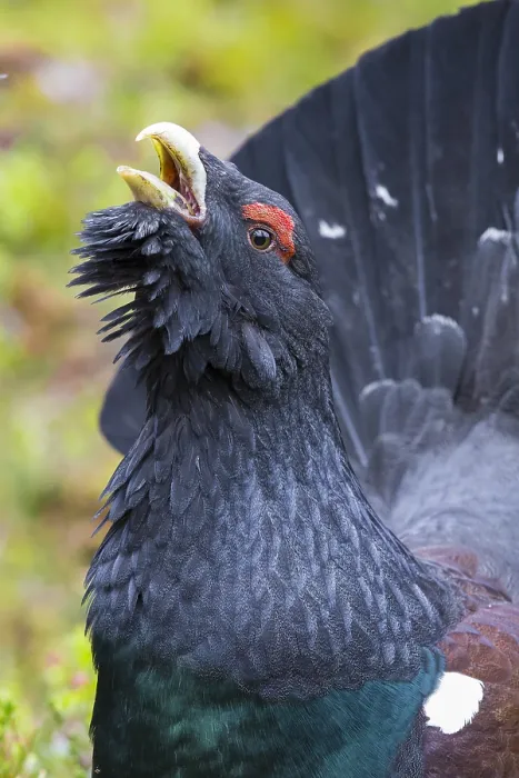 Framed Print : Western Capercaillie