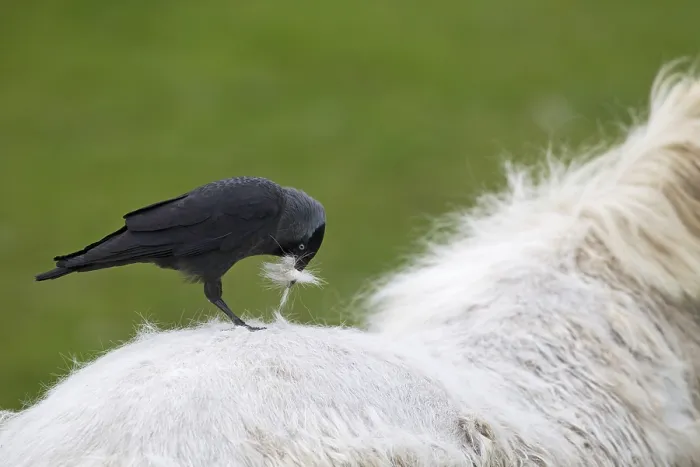 Framed Print : Western Jackdaw, Corvus monedula