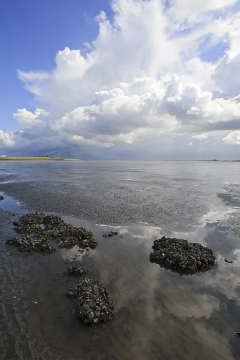 Framed Print : Westerschelde
