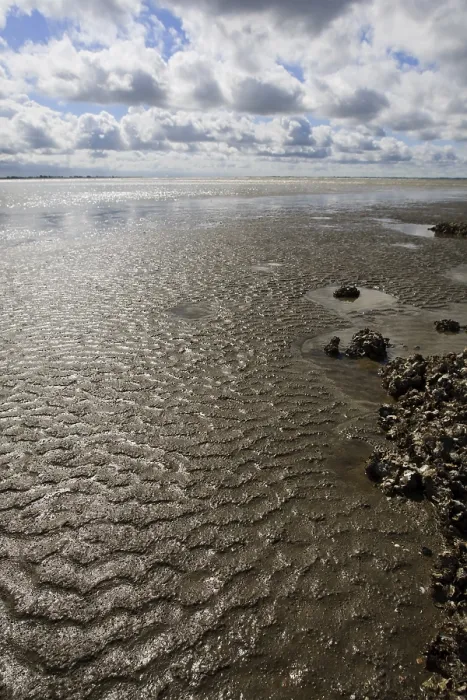 Framed Print : Westerschelde