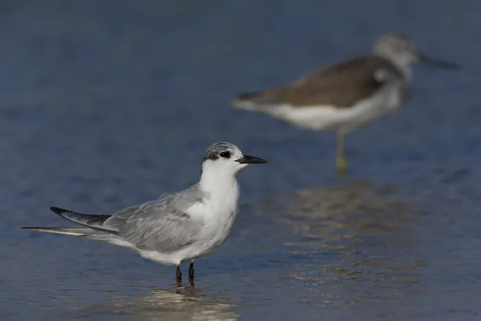 Framed Print : Whiskered Tern