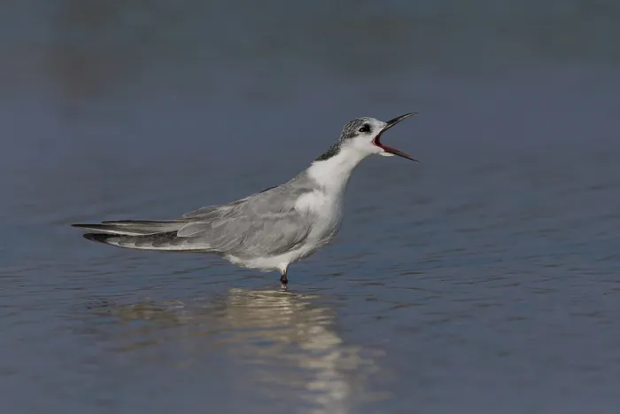 Framed Print : Whiskered Tern Framed Print : Whiskered Tern