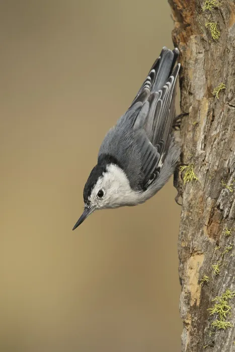 Framed Print : White-breasted Nuthatch