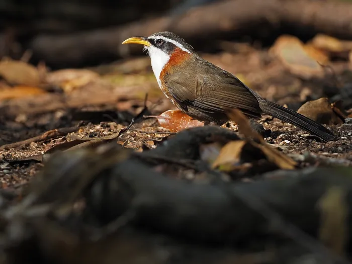 Framed Print : White-browed Scimitar Babbler, Pomatorhinus schisticeps