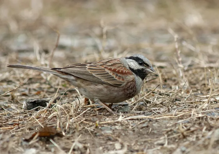 Framed Print : White-capped Bunting