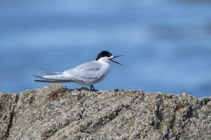 Framed Print : White-fronted Tern, Sterna striata