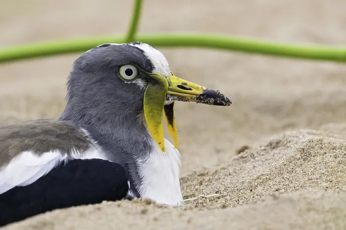 Framed Print : White-headed Lapwing
