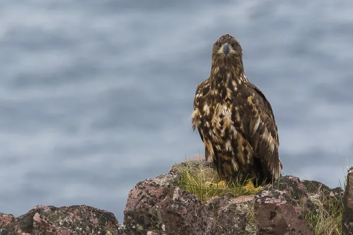 Framed Print : White-tailed Eagle