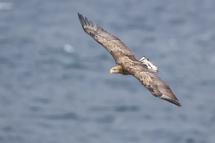Framed Print : White-tailed Eagle in flight