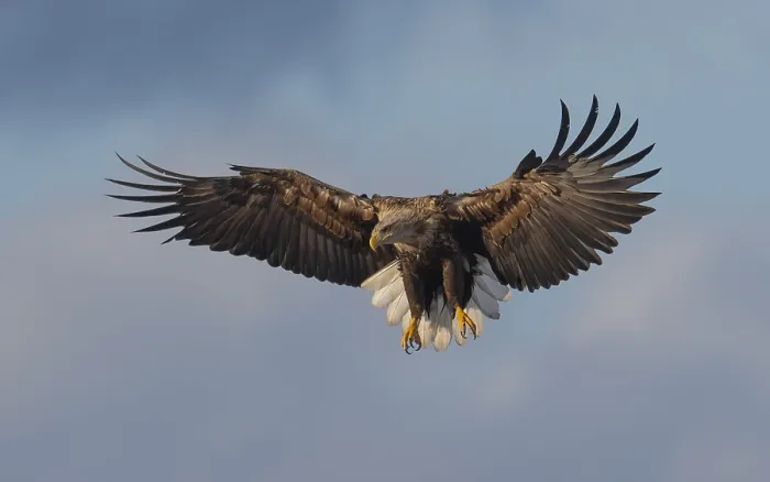 Framed Print : White-tailed Eagle, Haliaeetus albicilla Framed Print : White-tailed Eagle, Haliaeetus albicilla