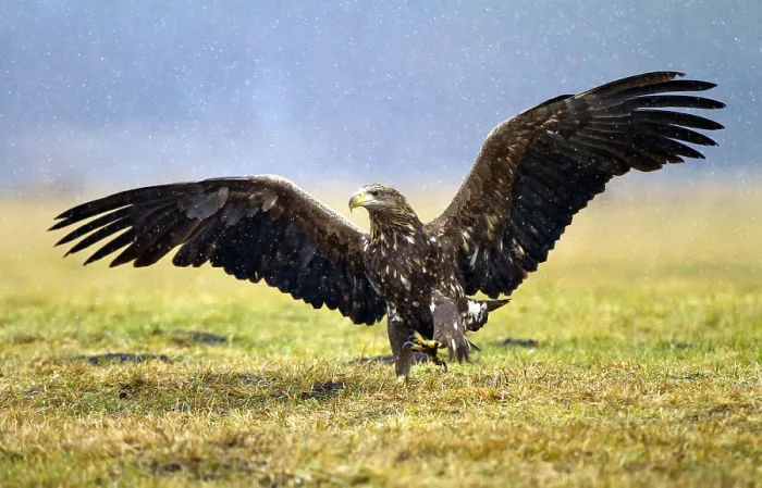 Framed Print : White-tailed Eagle, Haliaeetus albicilla Framed Print : White-tailed Eagle, Haliaeetus albicilla