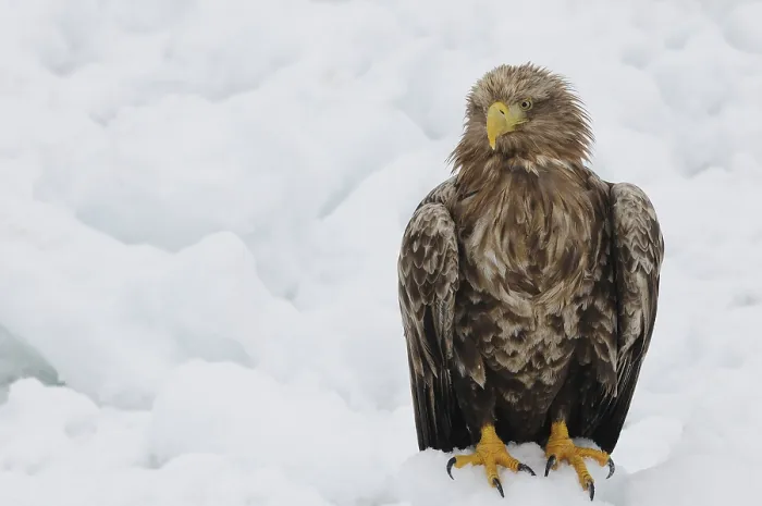 Framed Print : White-tailed eagle sitting