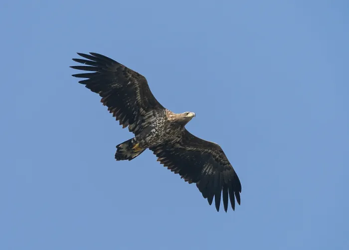 Framed Print : White-tailed Eagle;Haliaeetus albicilla Framed Print : White-tailed Eagle;Haliaeetus albicilla