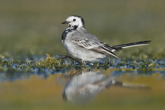Framed Print : White Wagtail