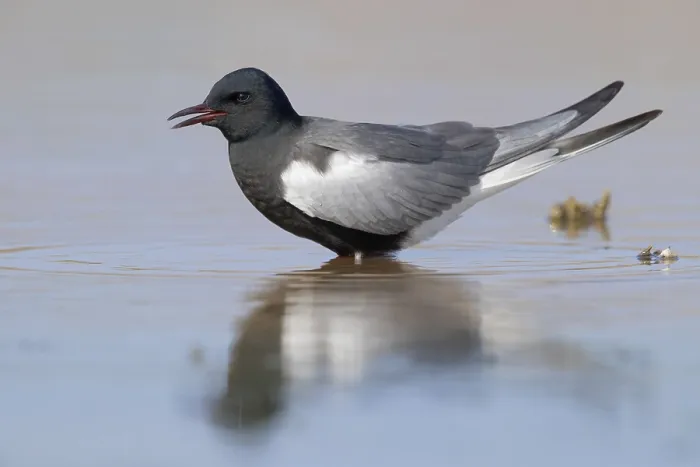 Framed Print : White-winged Tern