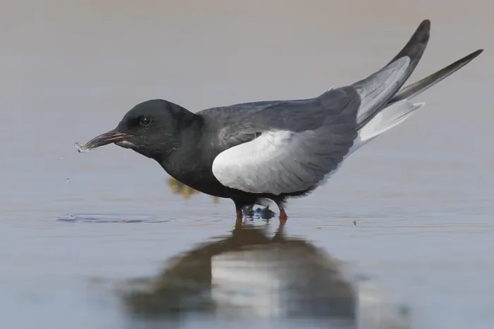 Framed Print : White-winged Tern