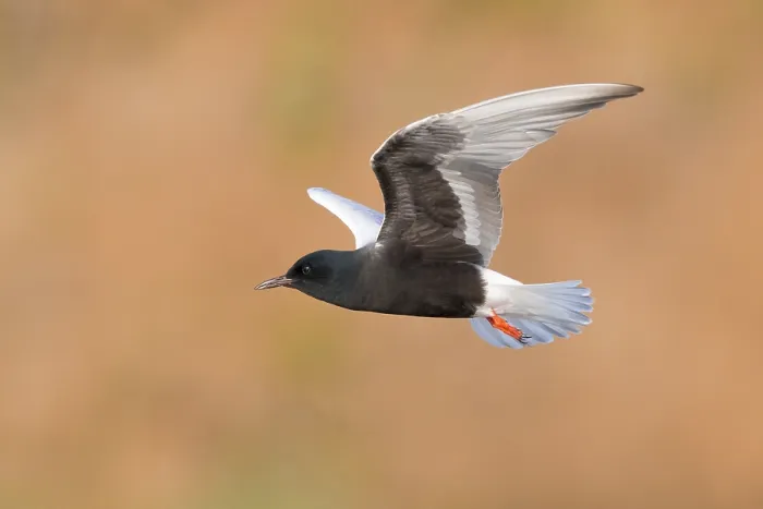 Framed Print : White-winged Tern