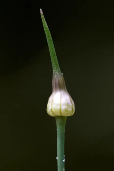 Framed Print : Wild Onion, Allium vineale