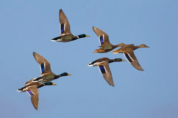 Framed Print : Wilde Eend, Mallard, Anas platyrhynchos Framed Print : Wilde Eend, Mallard, Anas platyrhynchos