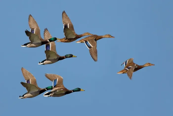Framed Print : Wilde Eend, Mallard, Anas platyrhynchos Framed Print : Wilde Eend, Mallard, Anas platyrhynchos