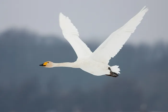 Framed Print : Wilde Zwaan, Whooper Swan, Cygnus cygnus