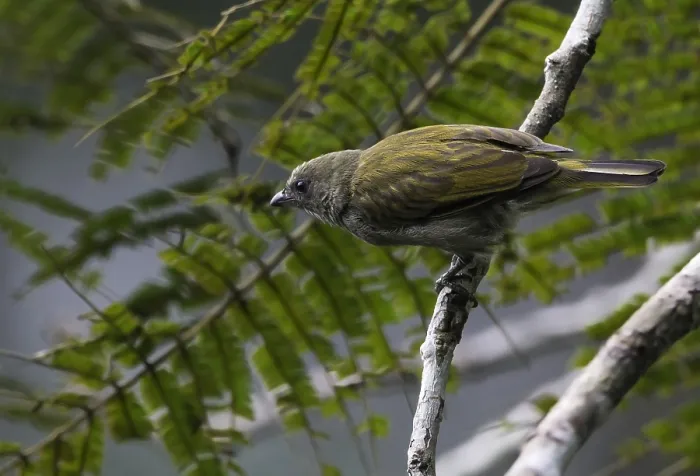 Framed Print : Willcocks's Honeyguide, Indicator willcocksi