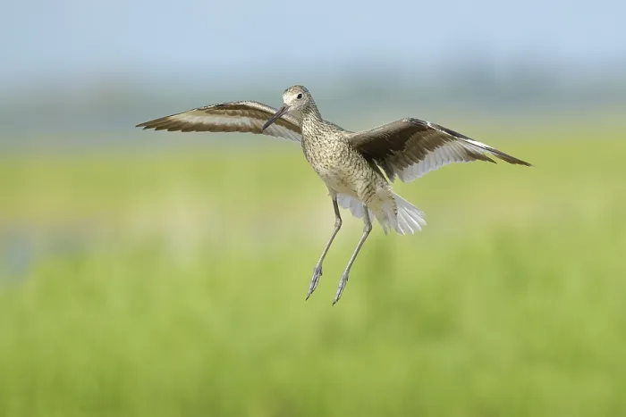 Framed Print : Willet. Adult breeding. Kidder Co. ND. June 2020