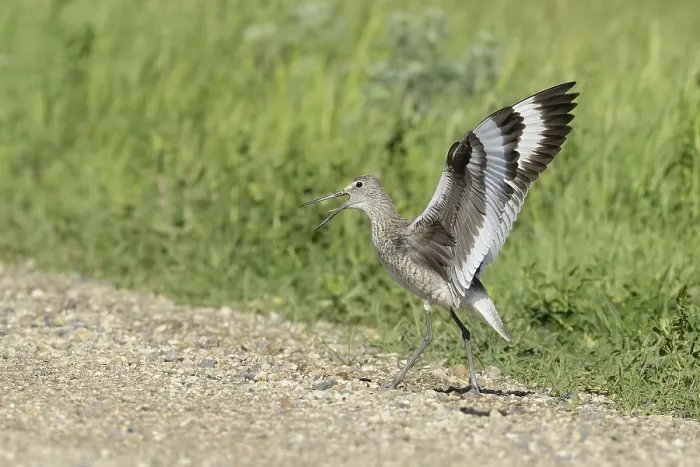 Framed Print : Willet. Adult breeding. Kidder Co. ND. June 2020