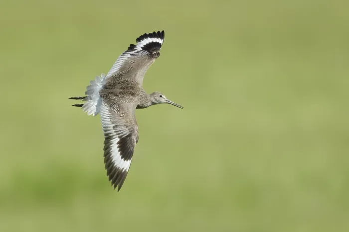 Framed Print : Willet. Adult breeding. Kidder Co. ND. June 2020