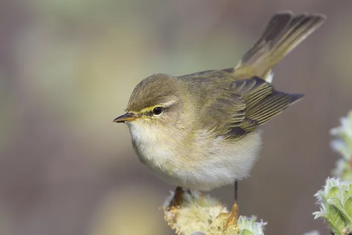 Framed Print : Willow Warbler
