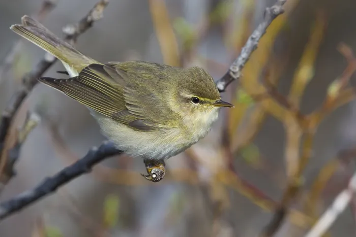Framed Print : Willow Warbler