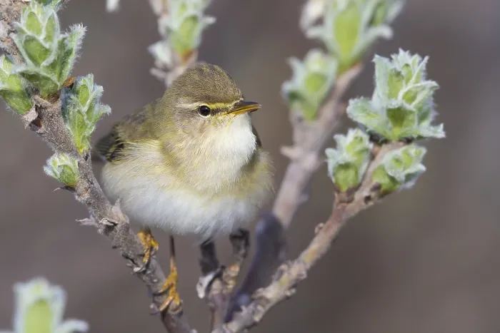Framed Print : Willow Warbler