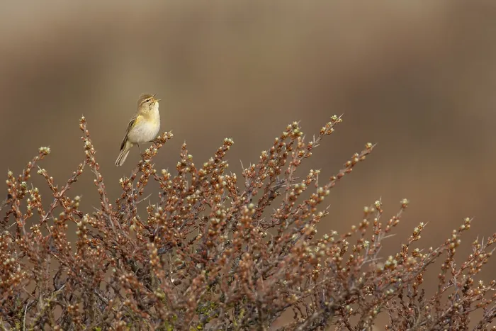Framed Print : Willow Warbler, Philloscopus trochilus