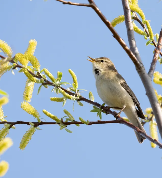 Framed Print : Willow Warbler, Phylloscopus trochilus Framed Print : Willow Warbler, Phylloscopus trochilus