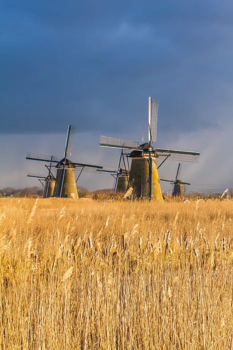 Framed Print : Windmills at Kinderdijk
