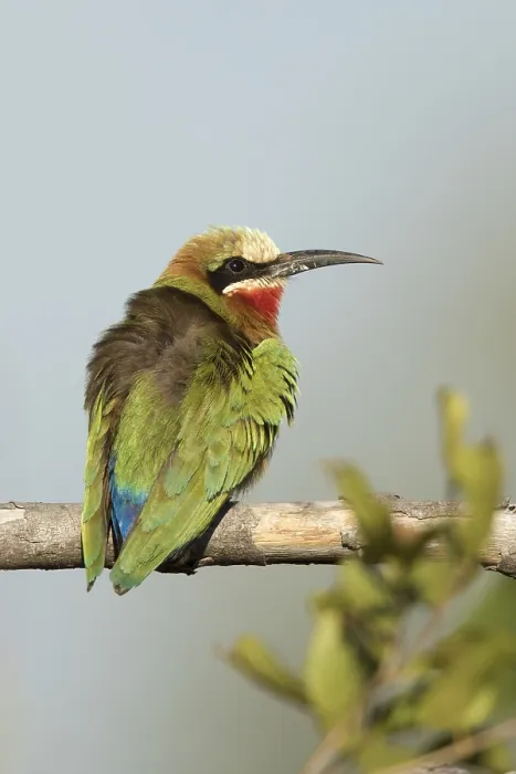 Framed Print : Witkapbijeneter, White-fronted Bee-eater, Merops bullockoides