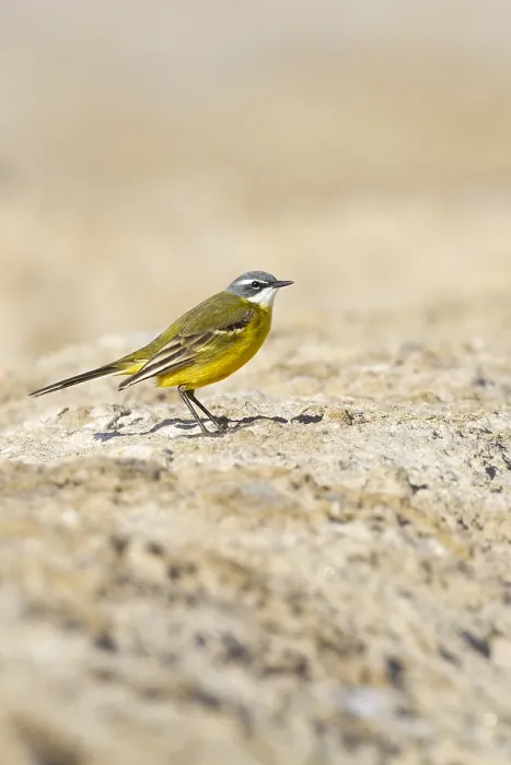 Framed Print : Witkeelkwikstaart, White-throated Wagtail, Motacilla cinereocapilla ssp. iberiae